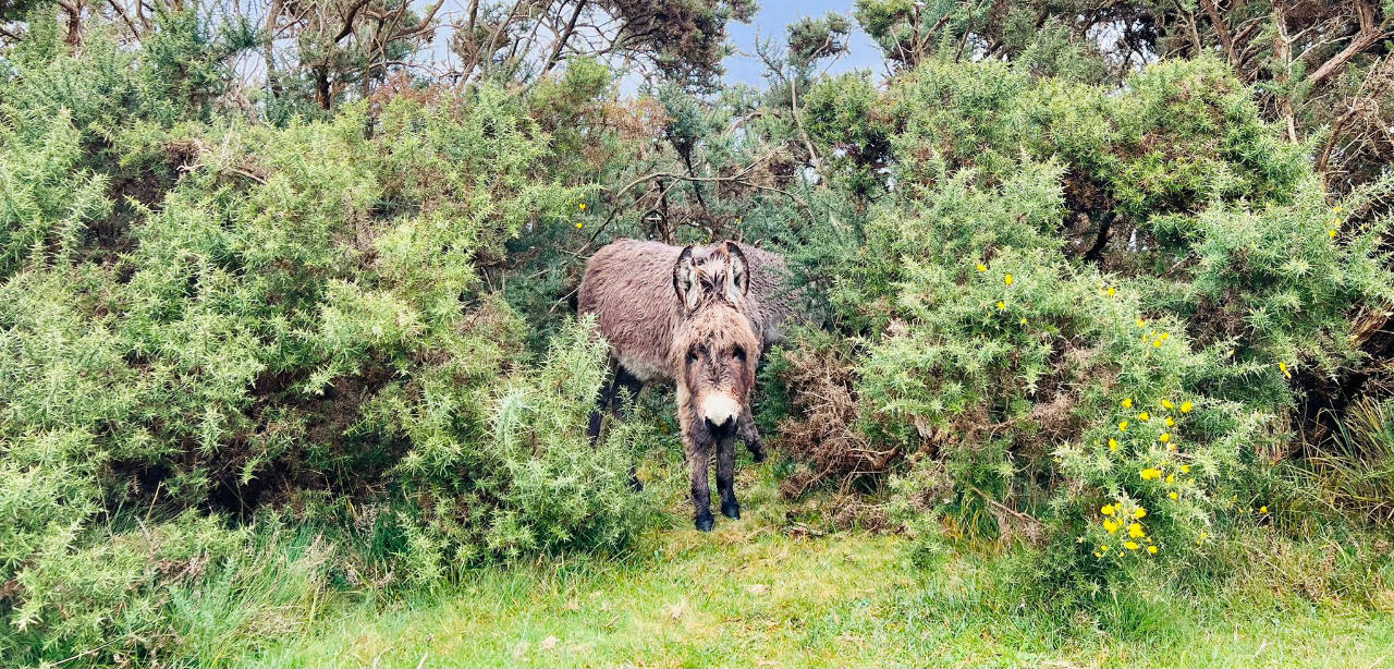 Donkeys in Brockenhurst - New Forest