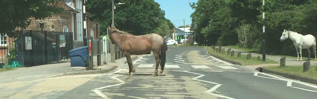 Horses crossing!!