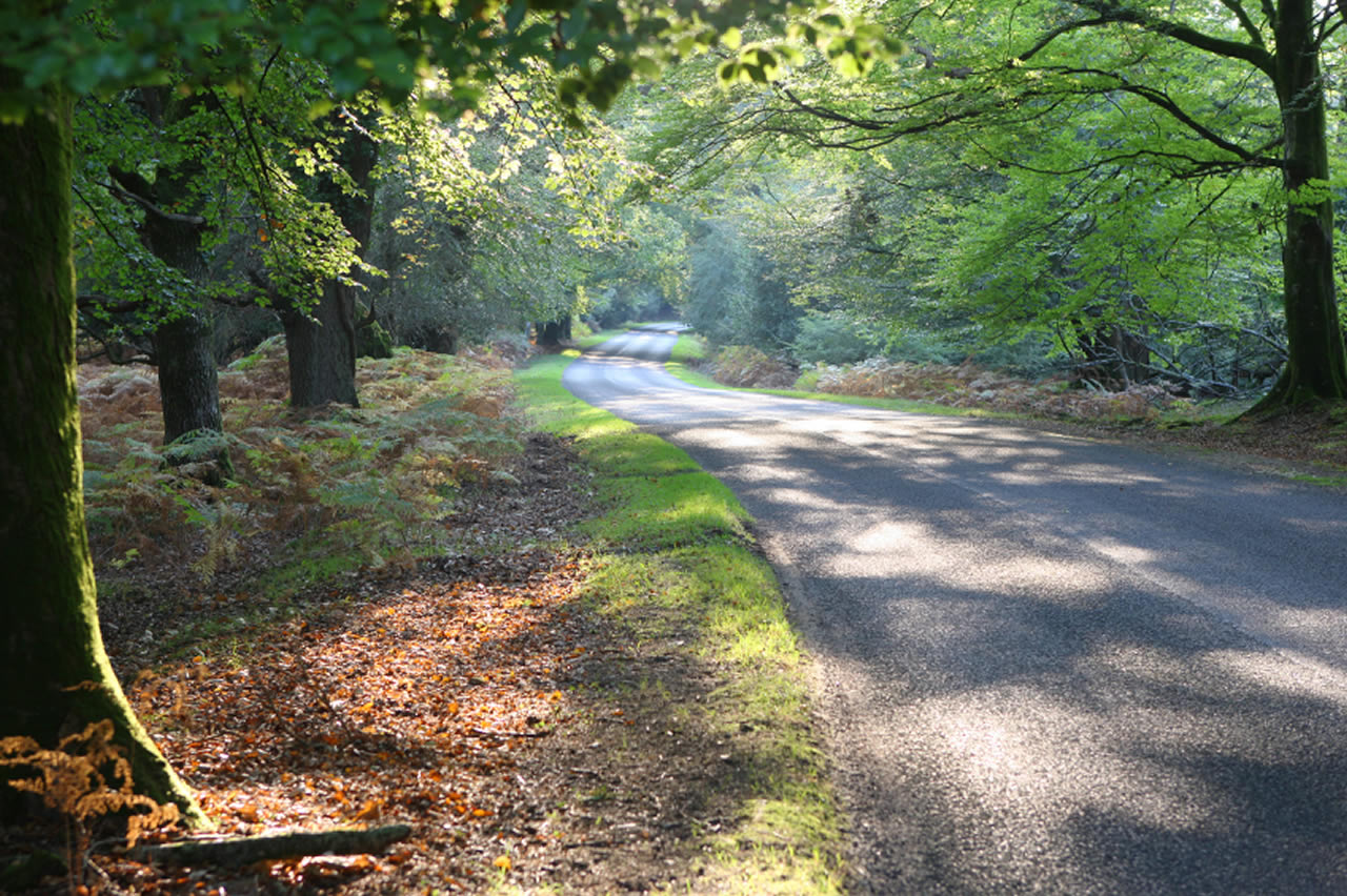 Brockenhurst - New Forest