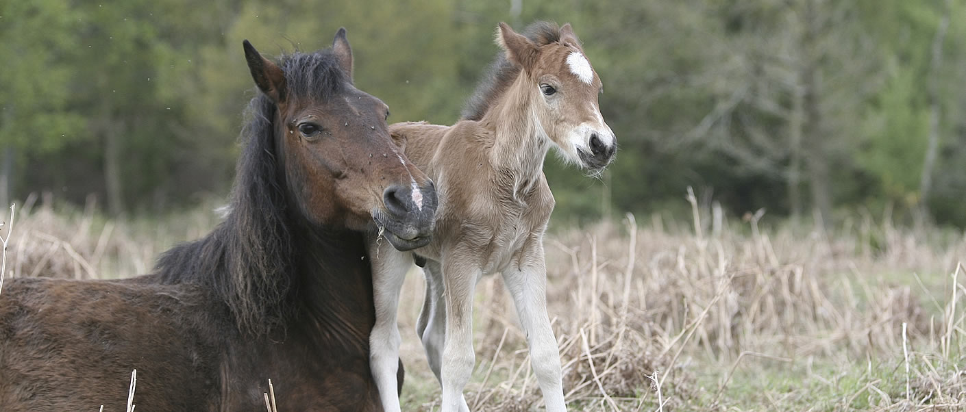 Brockenhurst - ponies