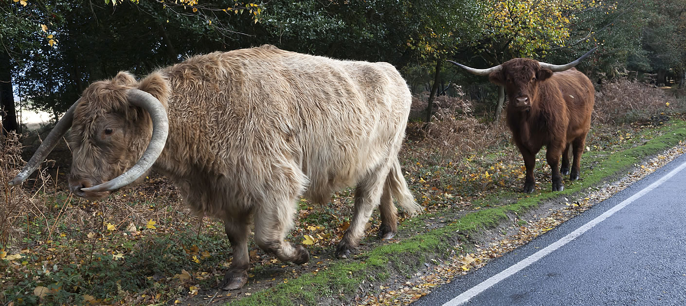 Brockenhurst - New Forest Highland cattle