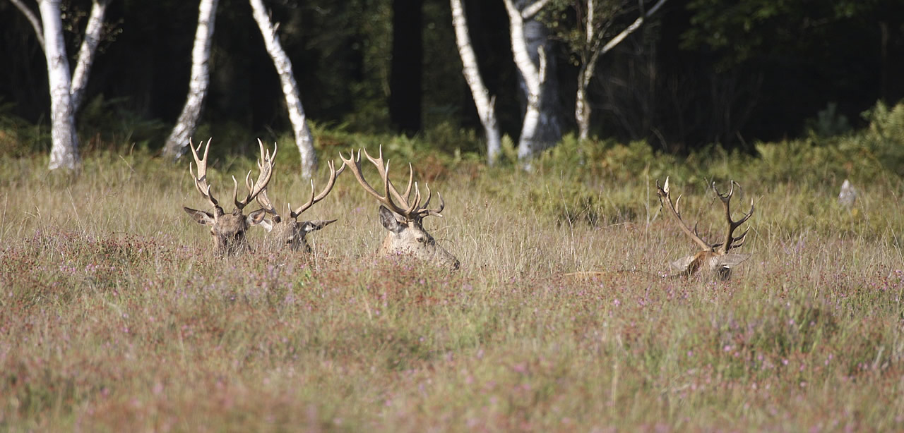 Brockenhurst deer - New Forest