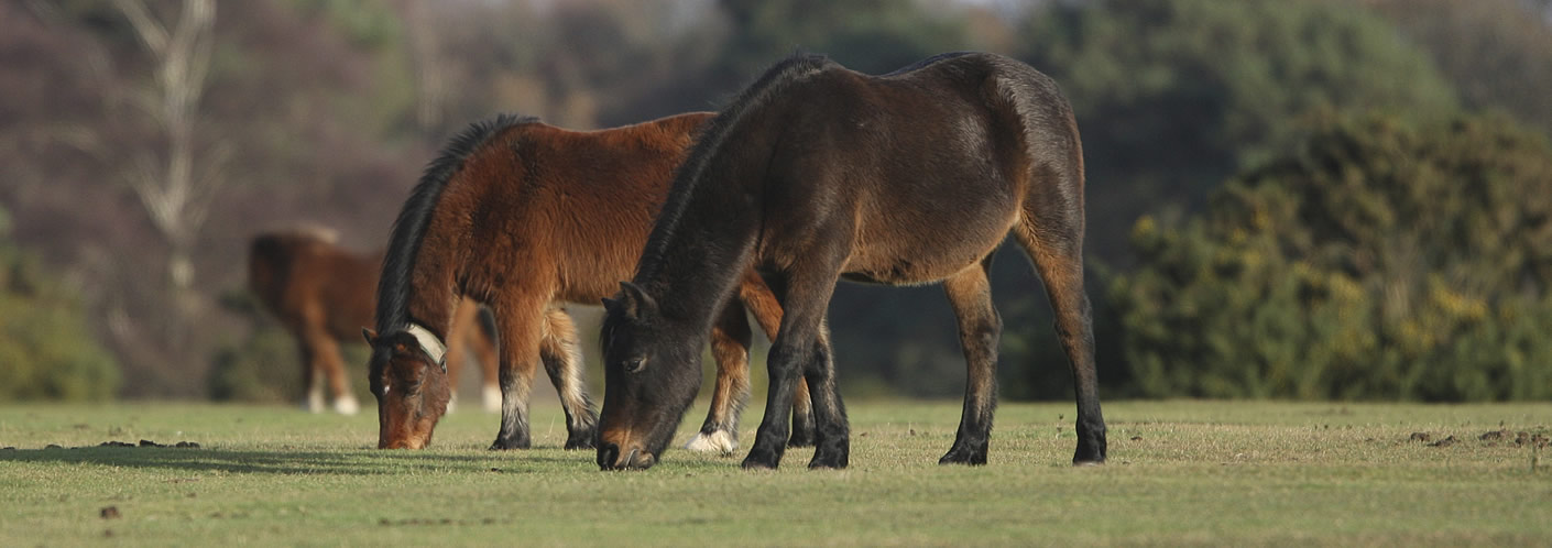 Brockenhurst ponies - New Forest