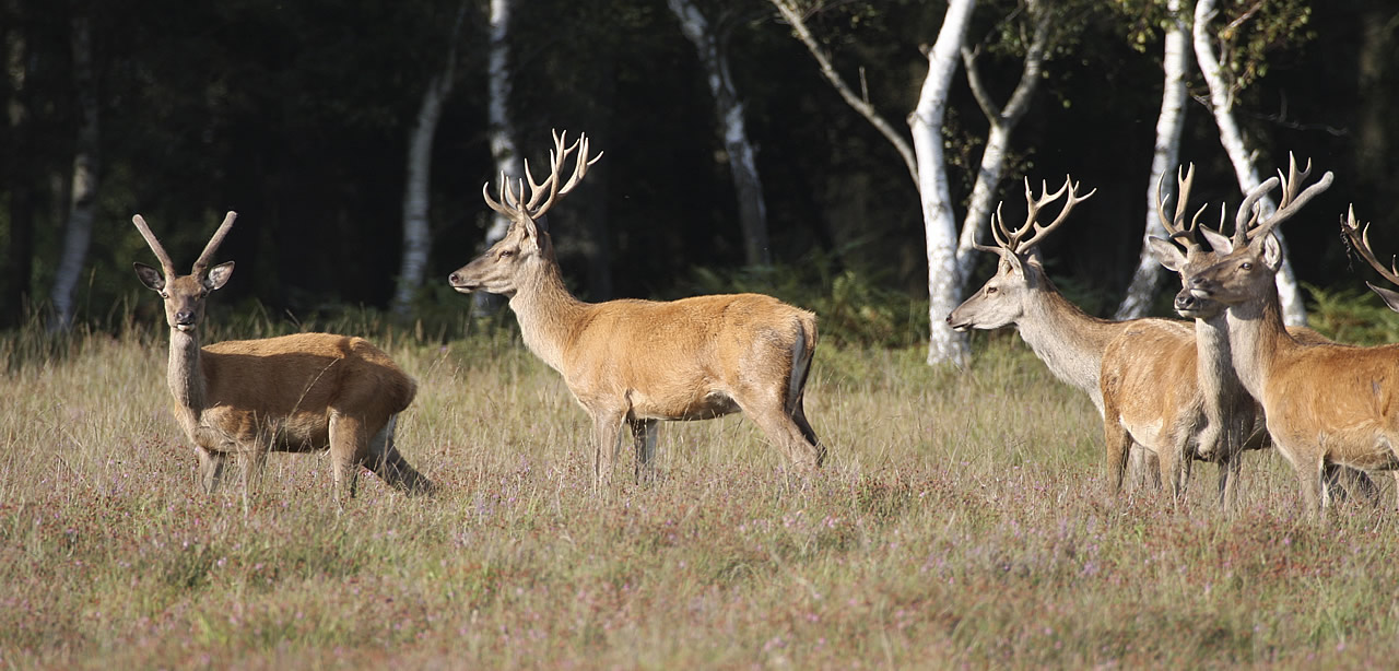 Brockenhurst Deer New Forest