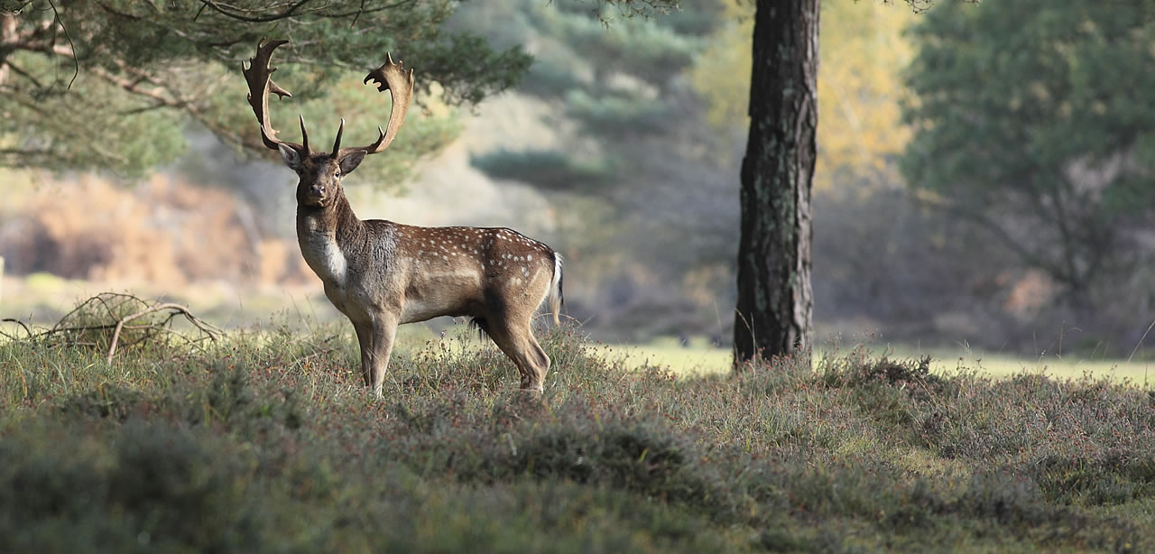 Brockenhurst - New Forest deer