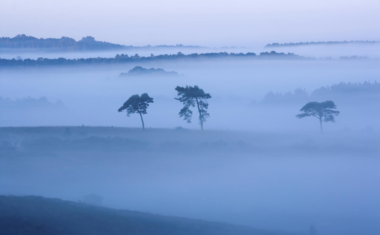 Morning mist - New Forest